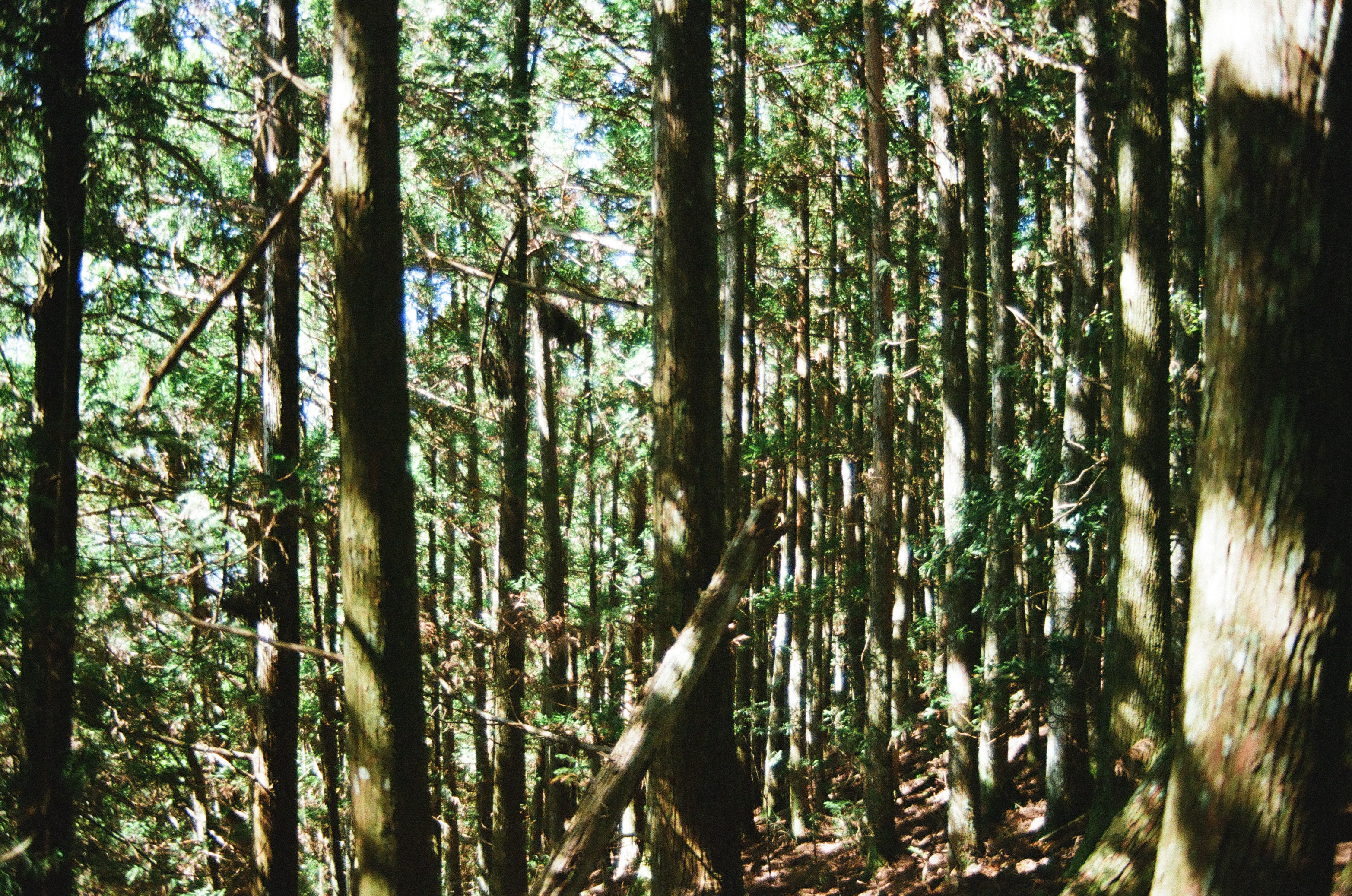 提琴材料- 國產木材?